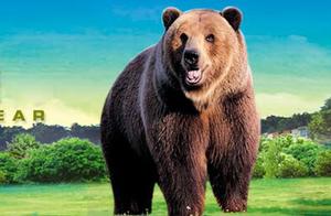 Introduction to Wild Animals: Bears