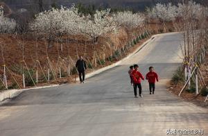 Cherry Grove Cherry Blossoms Bloom, Few Tourists. Netizens: 'In three months, this place will be a foodie's paradise.'