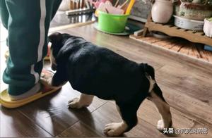 Netizen Let French Bulldog Eat to Play With, It Directly Dived into the 'Nest,' Dog Food Overflowing