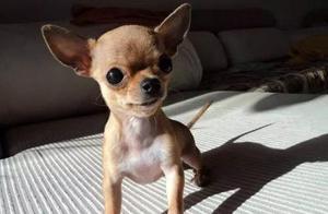 These 6 Dog Breeds Are Not Suitable for Families with Children – Is Your Dog One of Them?