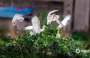 Liping Xiangzhou: Ancient Wetland Habitat for Cranes and Egrets