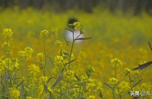 No rapeseed flower fields are truly worthy spring! Over 200 acres of colorful rapeseed flowers, come see!