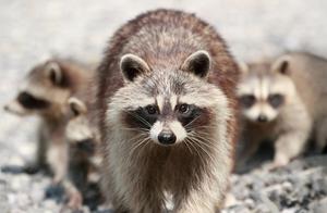 Pond Raccoon