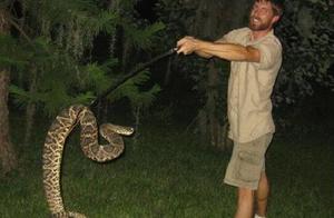 Diamond Rattlesnakes are Highly Venomous Snakes, So Do You Know How Much Venom a Diamond Rattlesnake Has?