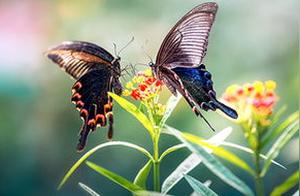 Butterfly Love – That Summer of Breaking Free and Rebirth