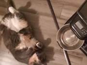 If You Have Milk, You're the Boss! Since the Owner Started Using a Feeder, the Cat Began to Show Off Its Cuteness for the Machine.
