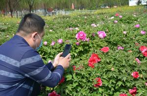 Peonies in Full Bloom Welcome Guests
