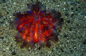 Sea Urchin Sea - Fire Urchin (Ambon)