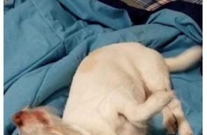 Strange Animal Photo Confounds Global Internet Users: Everyone Initially Thought It Was a Goat, But It Was Actually a Puppy