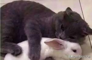 The Owner Bought a Little Rabbit, Which Was Immediately Bitten by the Cat When Brought Home: How Can It Eat the Rabbit!
