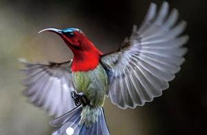 Biodiversity Encyclopedia: Vertebrates·Fork-tailed Sunbird: The Metal-Playing Honey-Guzzler