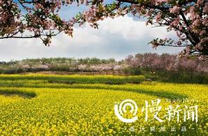 Enjoying the Flowers Doesn't Need to Go Everywhere: These Parks in High-Tech Zone Have Reopened!