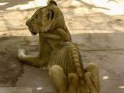 Grassland Dominators Also Cannot Surpass Humans; Lions Kept in Zoos, Starving to Skin and Bones