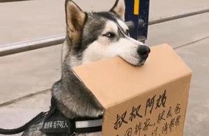 A Shiba Inu Appears Alone on the Street, and After Seeing It Holding a Message Board, People Burst Out Laughing