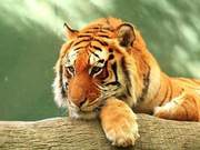 What are the serious consequences if tigers become extinct? The painful lesson from Xinjiang is unforgettable.