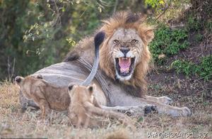 Who is the Boss in the Lion Pride? Male Lions Annoyed by Cubs, Roars Ineffective