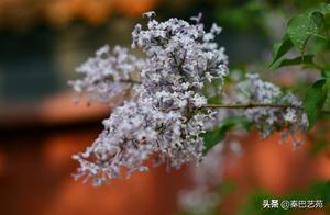 April Hiking and Cherry Blossom Viewing at Beijing Jingshan Park – Worthy of a Beautiful Spring Time