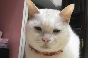 The Cat Doesn't Like Its Cat Bed, Prefers to Sleep in the Trash Can – People Mistakenly Thought It Was Abandoned