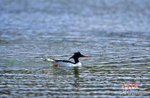 Here They Are! "The 'Bird Panda' - Chinese Fall Sandpiper Arrives in Changbai Mountain!