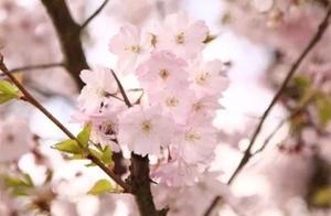 Enjoy Cherry Blossoms in Guangdong: The Most Romantic Cherry Blossom Sea, Meet Ten Miles of Cherry Blossoms