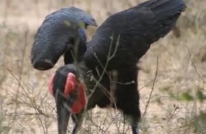 The Ostrich Bird's Ferocious Predation, Facing the Prairie Giant Lizard, Repeatedly Pecking Rapidly