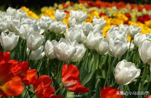 3 Excellent Spots in Zhejiang for Flower Viewing, Covering Hangzhou's Most Beautiful Spring Scenery - and They're All Free!
