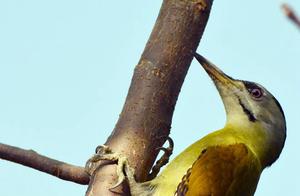 China's Green Paradise · Most Oxygenous Sanming: Forest 'Epidemic' Guardians - The Woodpecker