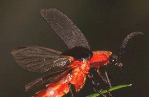 Encyclopedia of Arthropods: Yunnan Window Fireflies - I am the Coolest Firefly in this GAI