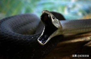 The 8 Most Ferocious Snakes in the World, One Bite of Venom Can Kill 20 People – Black-Neck Spitting Cobra