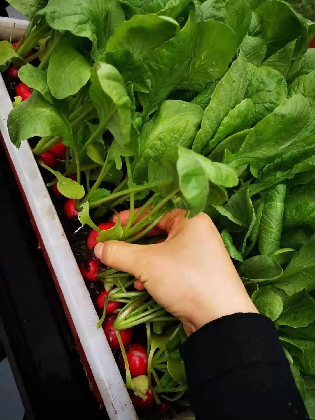 咸肉|挖萝卜、手剥笋、捉河豚……不鲜不食的一锅春天啊！