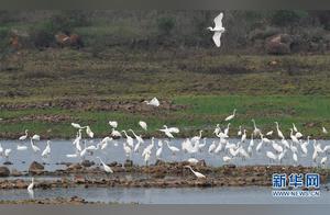 Spring Herons Fly
