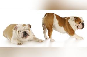 Why Does My Dog Fart So Badly? 3 Major Reasons, Pay Attention!