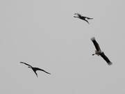 A Group of Rare Oriental White Storks Arrive in Beijing, ‘Had a Feast’ and Departed After 5 Hours