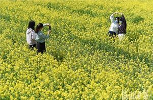 Handan: Rapeseed Flowers Bring the Spring
