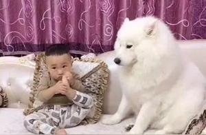 Ever since the Little Master was born, the family's heart has been completely taken over by the Samoyed, transforming into a full-time caregiver.