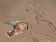 Peaceful Bird, Peaceful Life