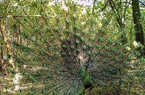 Globally Endangered Species: China's Unique Native Green Peacock