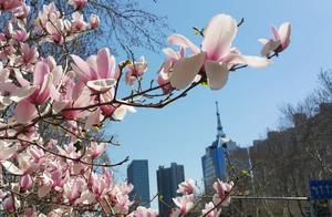 These Flower Seas in Handan: Guaranteed to Make Your Friends Jealous – Magnolia Flowers