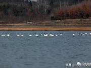 Absolutely Stunning! Swans Playing at Tongshan Lake