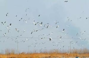 Wetland Cha River Under the Photographer's Lens: A Paradise of Waterbirds and a Haven for Rare Birds