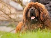 10 Breeds with Explosive Combat Power – Which One Do You Like?
