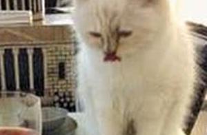 Old Driver Cat Loves Cats Updates Social Media, Kitten's Net Worth Exceeds Hundreds of Millions, Life is So Luxurious