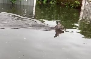 Rare! Kangaroos Bounce and Swim Playfully in Town After Bushfires and Floods
