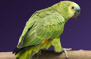 Many Types of Parrots: How to Choose the Most Suitable One for Yourself?