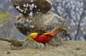 Red-bellied Scoters Once Again Dominate the Seas and Shores, 'Crimson-Bellied Pheasant' Dances into Pictures