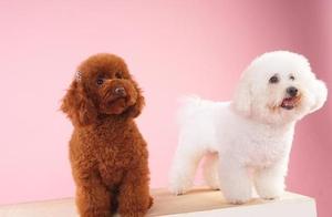 Which Dog Breed – Teddy Dog or Bichon – is Better? Honestly, Teddy Dogs are More Worth Raising