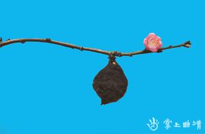 Peach Blossoms Bloom, Warriors Set Out