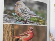 Birds of the Yellow River Delta – North Azure