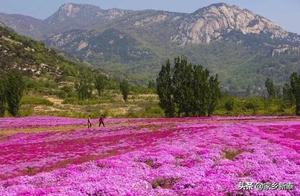 Lotus Mountain Cherry Blossom Sea