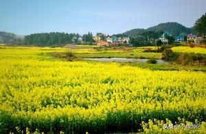 The spring rapeseed flowers in Wanan County are like a painting, with rural fields and terraced fields, and the golden rapeseed blossoms have formed a sea of flowers.